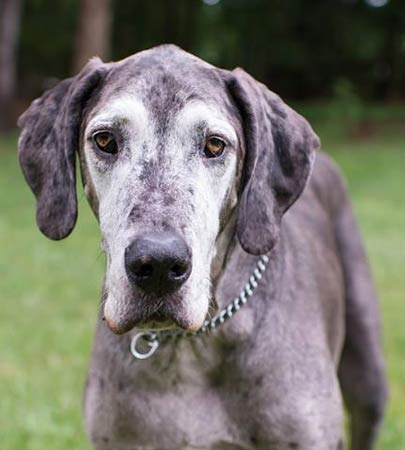 Great Dane Rescue NC, SC | Great Danes adoption | Great Dane Friends