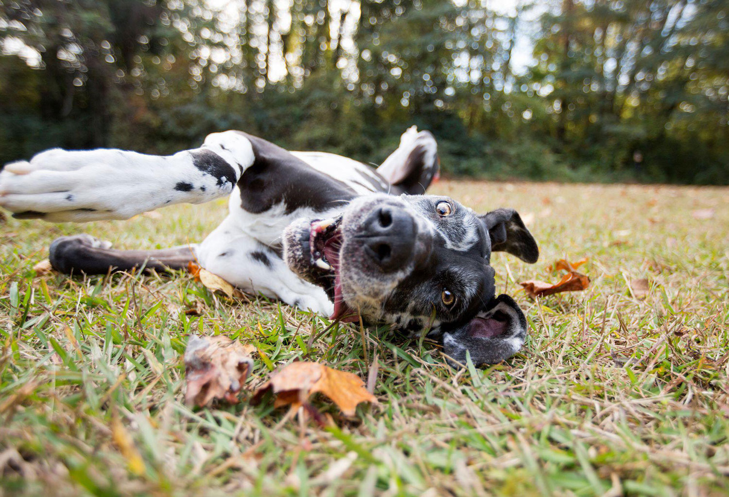 Learn About Great Dane Breed | Great Dane Rescue NC SC ...