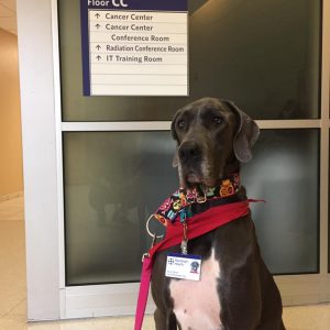 Great Dane Rescue Therapy Dog