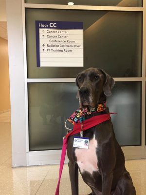 Great Dane Rescue Therapy Dog
