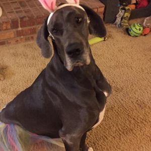 Great Dane Rescue Therapy Dog Skye