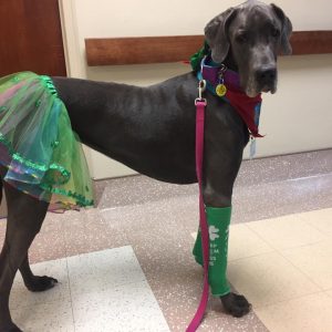Skye Certified Therapy Great Dane