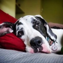 Eddie the Great Dane takes a rest after cold laser therapy for Wobblers Syndrome.