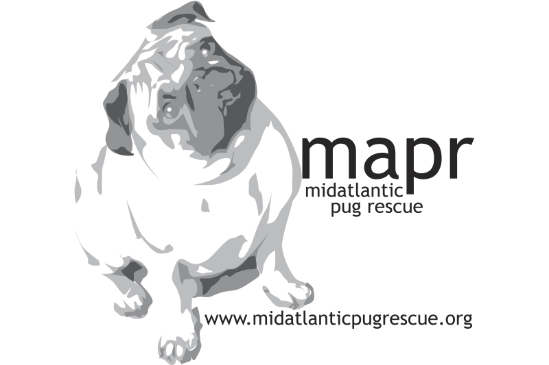 Pug_Rescue_Profile_Mid_Atlantic_Pug_Rescue_The_Pug_Diary_0006
