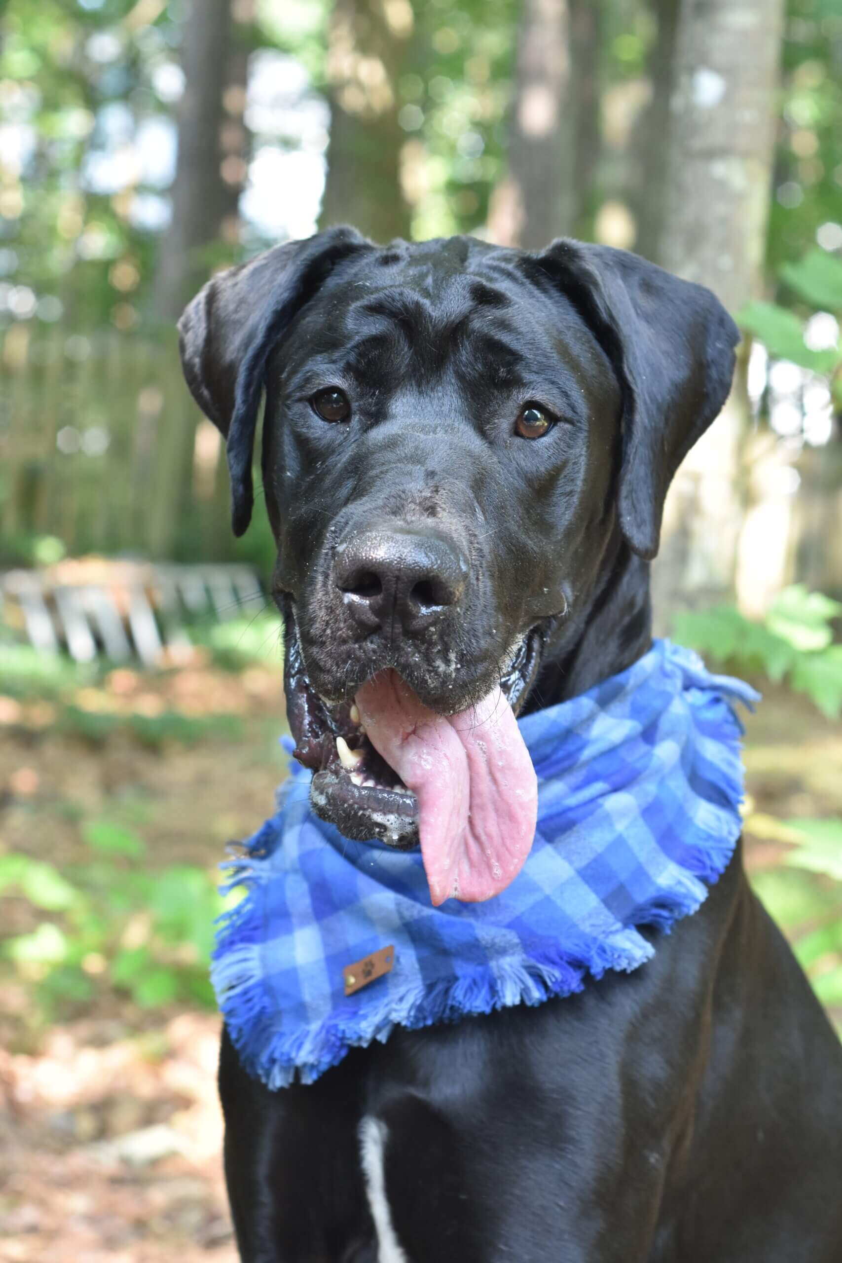 Meet Handsome Hank!